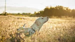 Preview wallpaper dog, labrador, face, grass, walking, sunshine