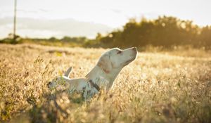 Preview wallpaper dog, labrador, face, grass, walking, sunshine