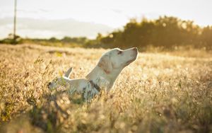 Preview wallpaper dog, labrador, face, grass, walking, sunshine