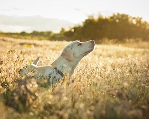 Preview wallpaper dog, labrador, face, grass, walking, sunshine