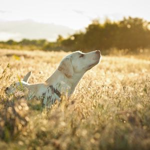 Preview wallpaper dog, labrador, face, grass, walking, sunshine