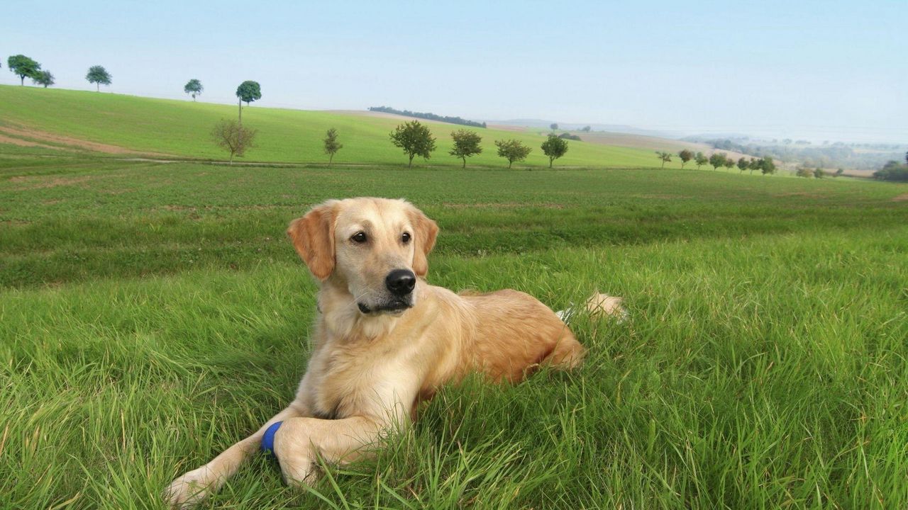 Wallpaper dog, labrador, grass, trees, lie