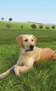 Preview wallpaper dog, labrador, grass, trees, lie