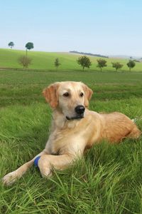 Preview wallpaper dog, labrador, grass, trees, lie