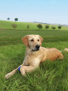 Preview wallpaper dog, labrador, grass, trees, lie