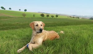 Preview wallpaper dog, labrador, grass, trees, lie