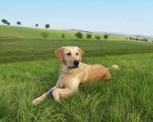 Preview wallpaper dog, labrador, grass, trees, lie