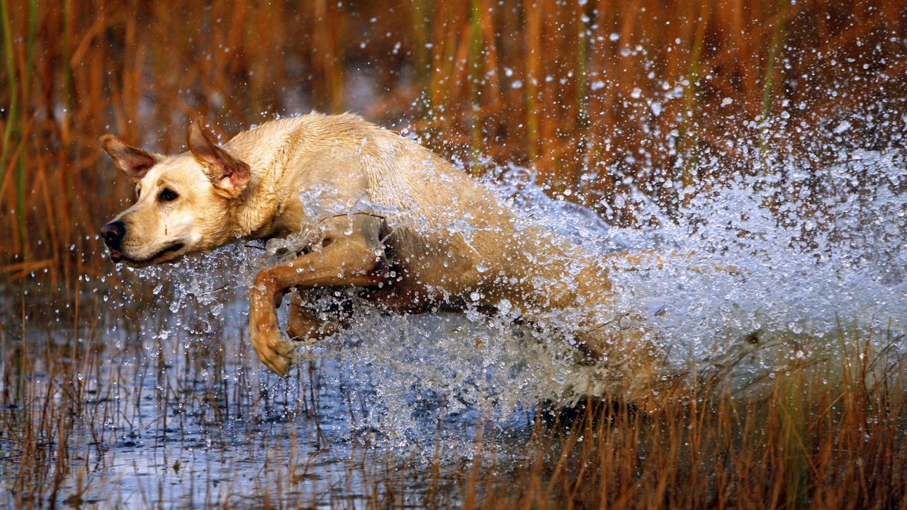 Wallpaper dog, labrador, jump, water, grass, hunting