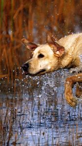 Preview wallpaper dog, labrador, jump, water, grass, hunting