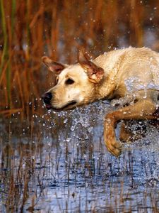 Preview wallpaper dog, labrador, jump, water, grass, hunting