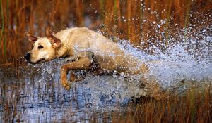 Preview wallpaper dog, labrador, jump, water, grass, hunting