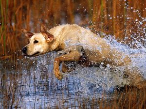 Preview wallpaper dog, labrador, jump, water, grass, hunting