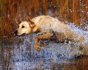 Preview wallpaper dog, labrador, jump, water, grass, hunting