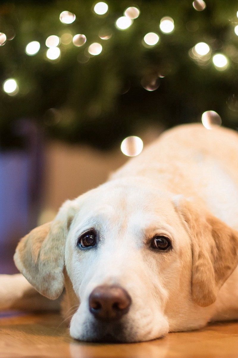 Cute Dog Christmas HD wallpaper