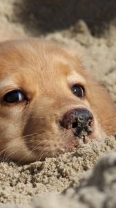 Preview wallpaper dog, labrador, puppy, sand, face