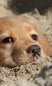 Preview wallpaper dog, labrador, puppy, sand, face