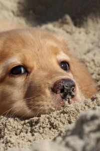 Preview wallpaper dog, labrador, puppy, sand, face