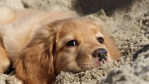 Preview wallpaper dog, labrador, puppy, sand, face