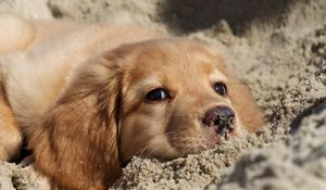 Preview wallpaper dog, labrador, puppy, sand, face