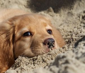 Preview wallpaper dog, labrador, puppy, sand, face