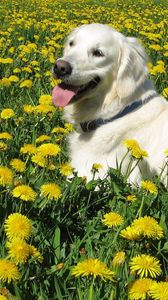 Preview wallpaper dog, labrador retriever, grass, flowers, walk