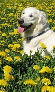 Preview wallpaper dog, labrador retriever, grass, flowers, walk