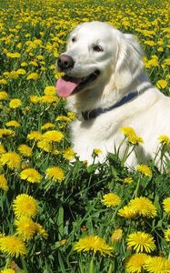 Preview wallpaper dog, labrador retriever, grass, flowers, walk
