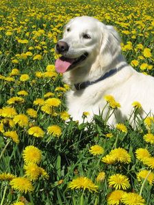 Preview wallpaper dog, labrador retriever, grass, flowers, walk