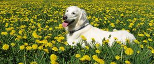 Preview wallpaper dog, labrador retriever, grass, flowers, walk