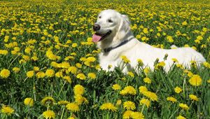 Preview wallpaper dog, labrador retriever, grass, flowers, walk