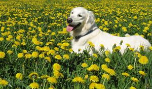 Preview wallpaper dog, labrador retriever, grass, flowers, walk