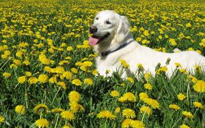 Preview wallpaper dog, labrador retriever, grass, flowers, walk