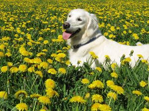 Preview wallpaper dog, labrador retriever, grass, flowers, walk