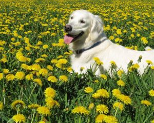 Preview wallpaper dog, labrador retriever, grass, flowers, walk