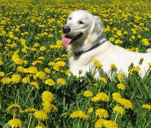 Preview wallpaper dog, labrador retriever, grass, flowers, walk