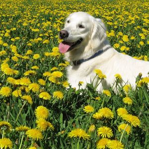 Preview wallpaper dog, labrador retriever, grass, flowers, walk