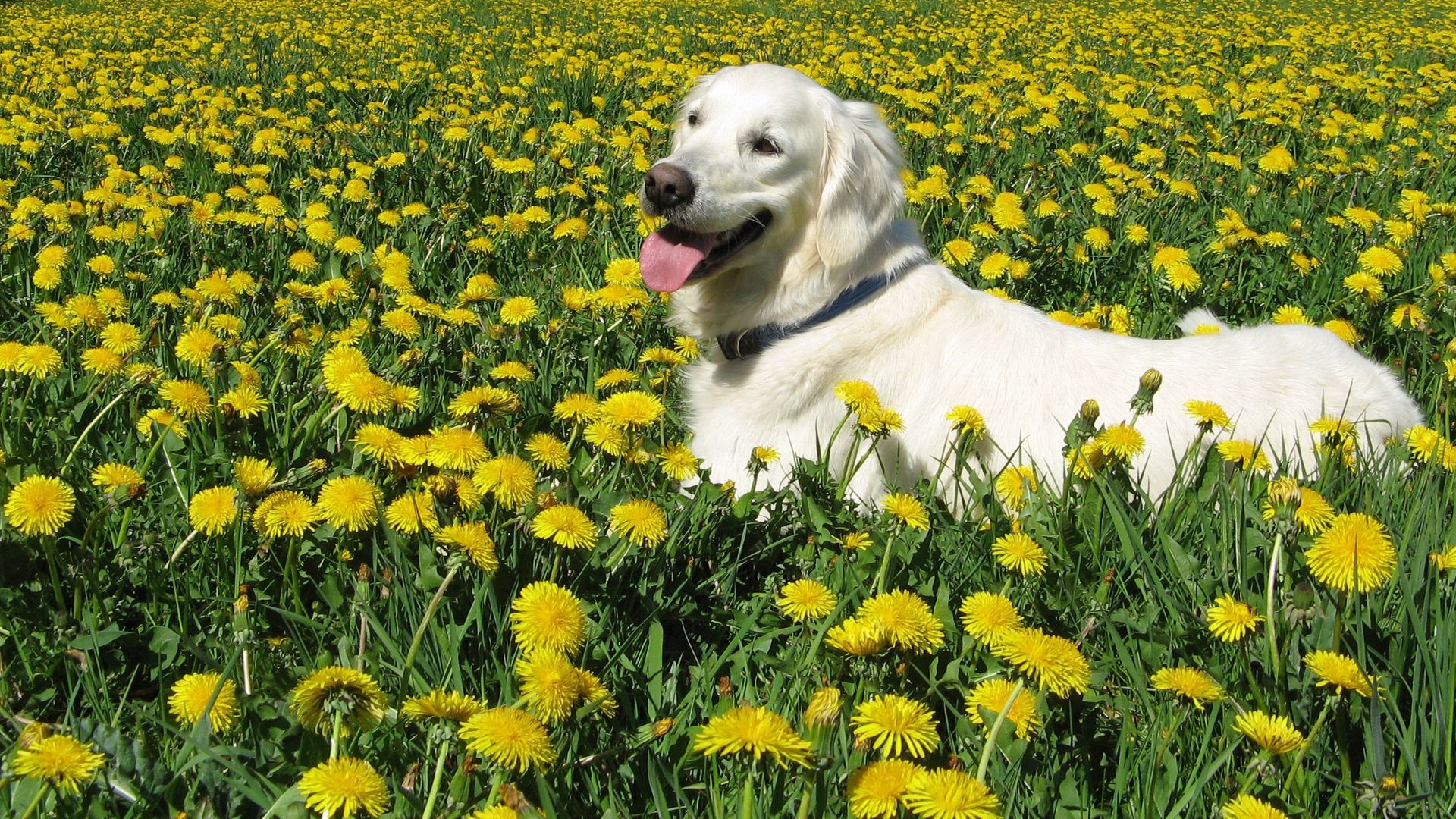 Download wallpaper 1920x1080 dog, labrador retriever, grass, flowers ...