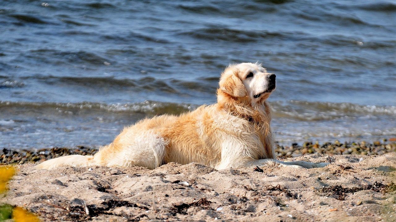 Wallpaper dog, labrador, sit, beach, sand, water