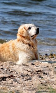 Preview wallpaper dog, labrador, sit, beach, sand, water