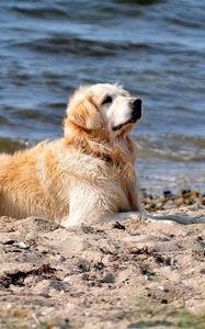 Preview wallpaper dog, labrador, sit, beach, sand, water