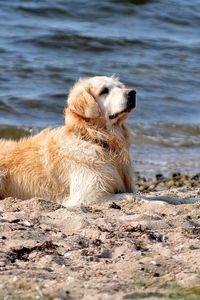 Preview wallpaper dog, labrador, sit, beach, sand, water