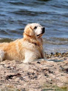 Preview wallpaper dog, labrador, sit, beach, sand, water