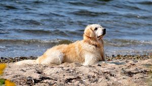 Preview wallpaper dog, labrador, sit, beach, sand, water