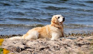 Preview wallpaper dog, labrador, sit, beach, sand, water