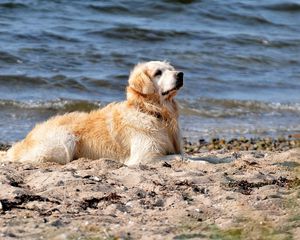 Preview wallpaper dog, labrador, sit, beach, sand, water