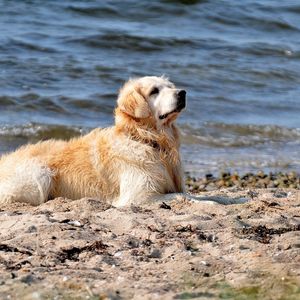 Preview wallpaper dog, labrador, sit, beach, sand, water