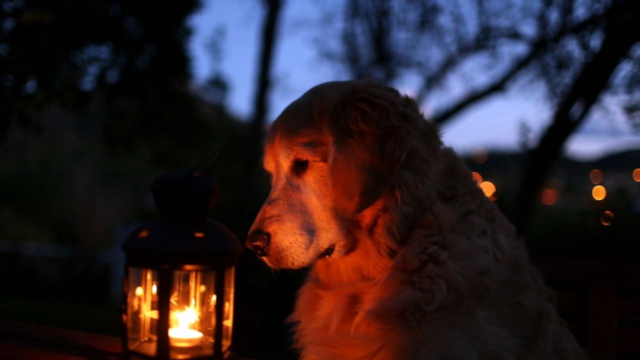 Wallpaper dog, lantern, light, shadow