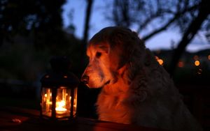 Preview wallpaper dog, lantern, light, shadow