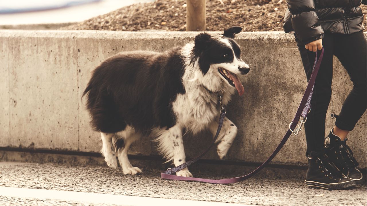 Wallpaper dog, leash, walk