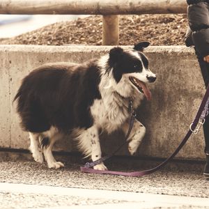 Preview wallpaper dog, leash, walk